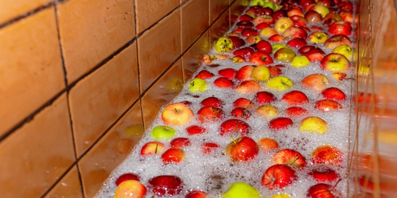 Сначала яблоки моют под&nbsp;холодной водой, потом подают на&nbsp;конвейер, где их тщательно перебирают вручную, убирая веточки и&nbsp;листочки. После&nbsp;этого моют ещё раз и&nbsp;только потом отправляют в&nbsp;дробилку