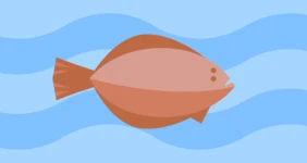 Камбала: где обитает, чем полезна, как готовить