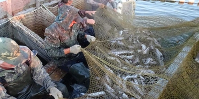 Рыбу ловят в&nbsp;основном ставными неводами. Труд тяжёлый. На&nbsp;фото: рыбаки «переливают» улов из&nbsp;невода в&nbsp;«щелевик», это такая лодка с&nbsp;прорезями, внутри&nbsp;которой вода и&nbsp;рыба. Таким образом рыба ещё живая доставляется с&nbsp;места добычи до&nbsp;места переработки