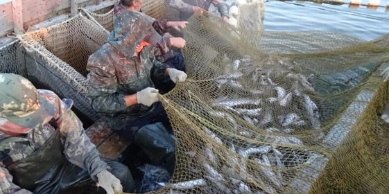 Рыбу ловят в&nbsp;основном ставными неводами. Труд тяжёлый. На&nbsp;фото: рыбаки «переливают» улов из&nbsp;невода в&nbsp;«щелевик», это такая лодка с&nbsp;прорезями, внутри&nbsp;которой вода и&nbsp;рыба. Таким образом рыба ещё живая доставляется с&nbsp;места добычи до&nbsp;места переработки