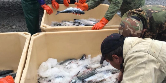 Чтобы рыба после&nbsp;вылова не потеряла качество, её перевозят в&nbsp;изотермических контейнерах со льдом. После&nbsp;этого обезглавливают, потрошат, замывают и&nbsp;замораживают в&nbsp;плиточных скороморозильных камерах