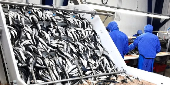 Что за&nbsp;рыба иваси и&nbsp;куда она пропадает на&nbsp;25 лет