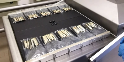 Что за&nbsp;рыба иваси и&nbsp;куда она пропадает на&nbsp;25 лет