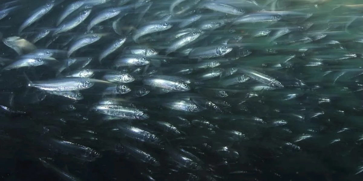Что за&nbsp;рыба иваси и&nbsp;куда она пропадает на&nbsp;25 лет