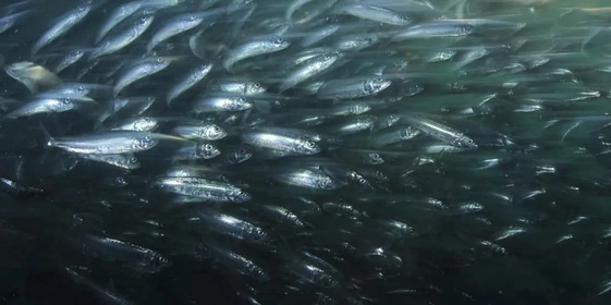 Что за&nbsp;рыба иваси и&nbsp;куда она пропадает на&nbsp;25 лет