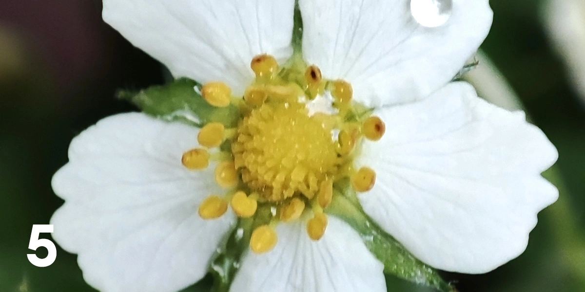 Экохобби вместо&nbsp;психолога: зачем горожанину грядки 