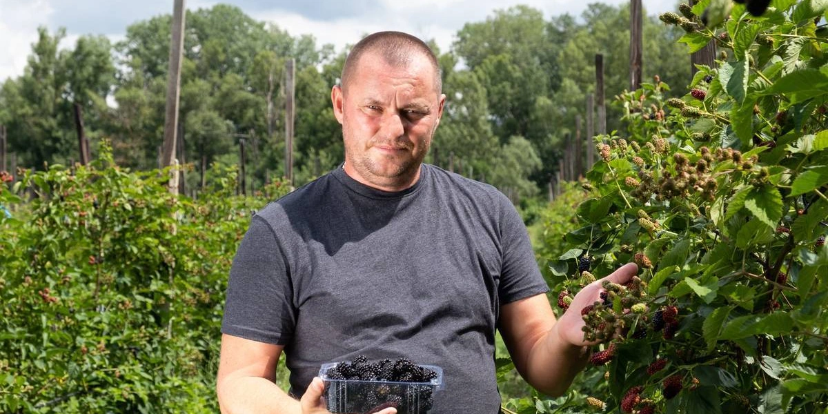 Ежевичное царство: как выращивают эту ягоду и&nbsp;чем она полезна