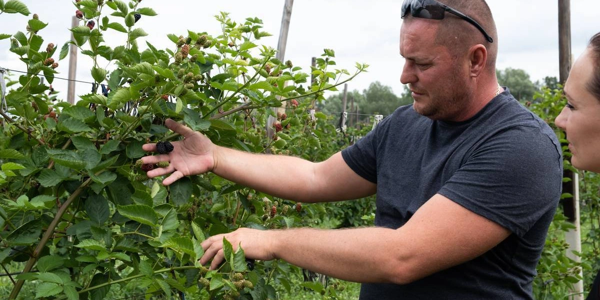 Ежевичное царство: как выращивают эту ягоду и&nbsp;чем она полезна