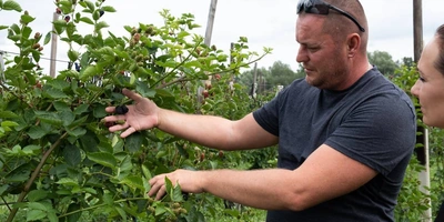 Ежевичное царство: как выращивают эту ягоду и&nbsp;чем она полезна