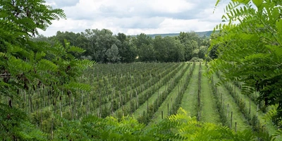 Ежевичное царство: как выращивают эту ягоду и&nbsp;чем она полезна