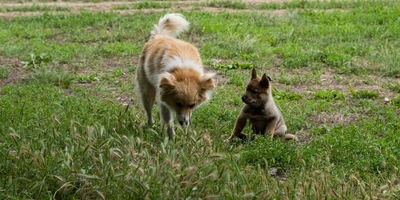 Ежевичное царство: как выращивают эту ягоду и&nbsp;чем она полезна