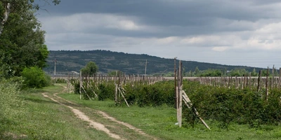 Ежевичное царство: как выращивают эту ягоду и&nbsp;чем она полезна