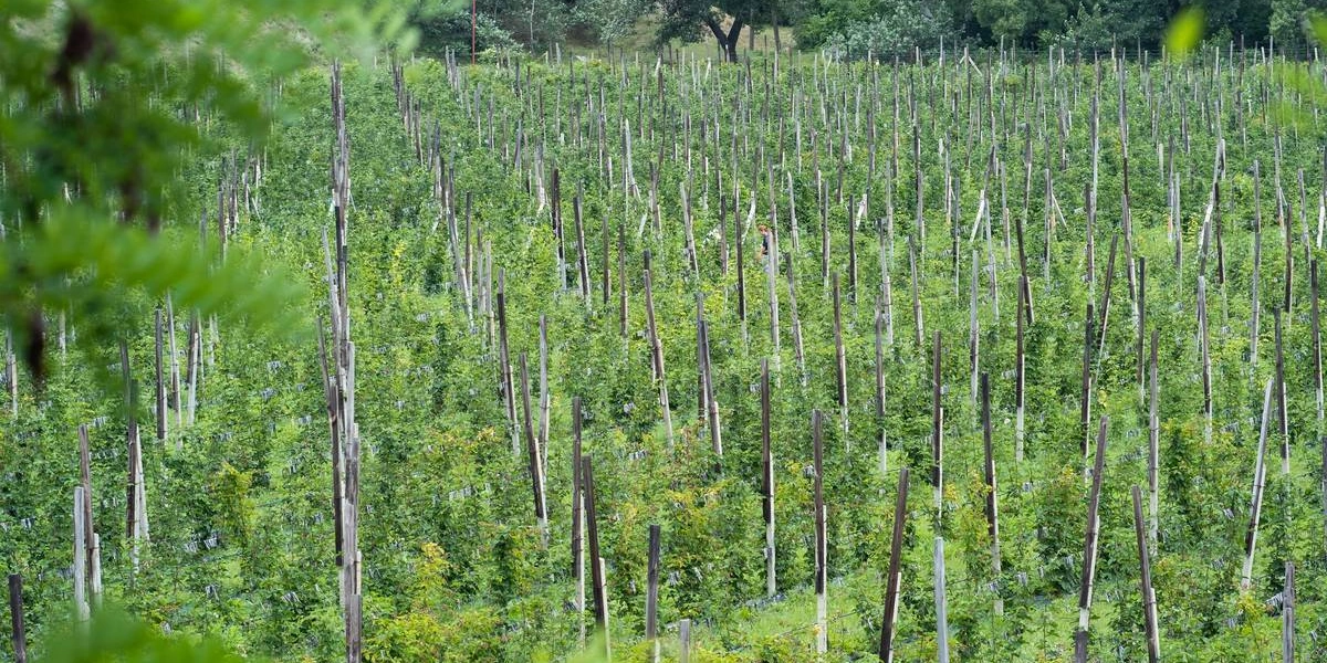 Ежевичное царство: как выращивают эту ягоду и&nbsp;чем она полезна