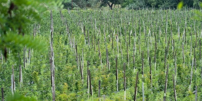 Ежевичное царство: как выращивают эту ягоду и&nbsp;чем она полезна