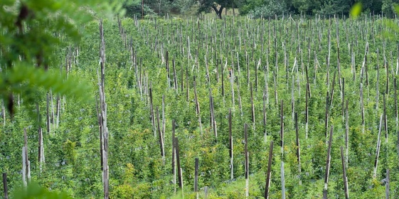 Ежевичное царство: как выращивают эту ягоду и&nbsp;чем она полезна