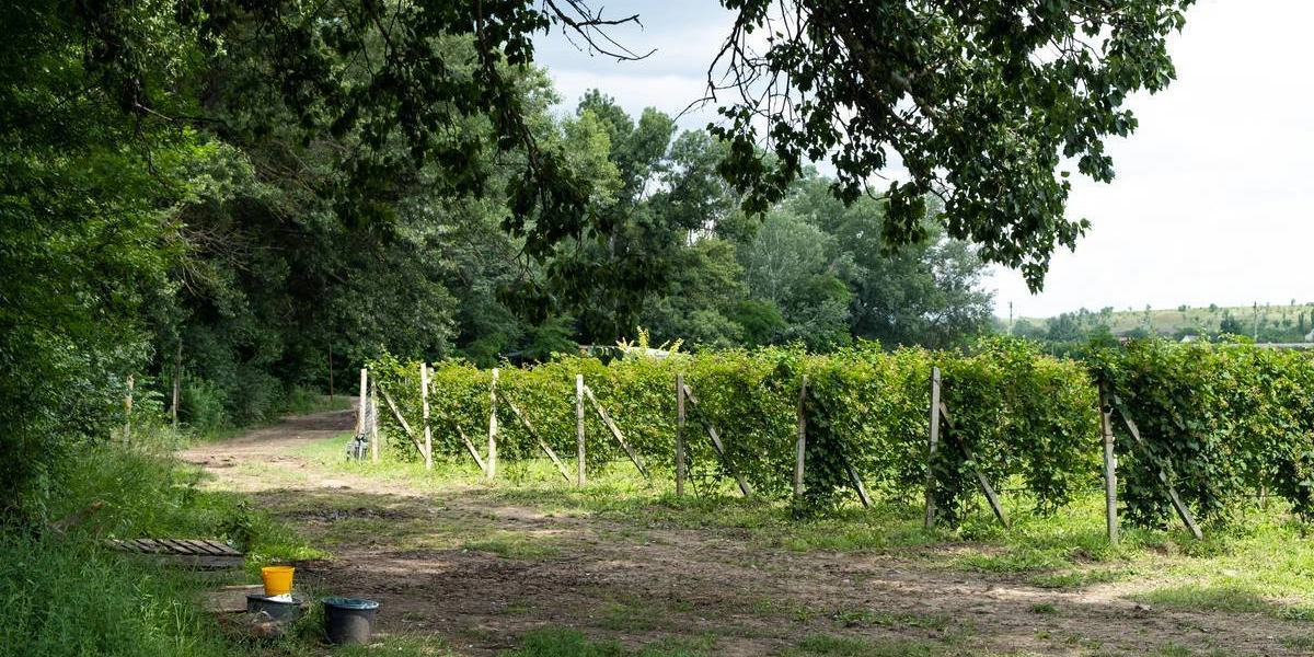 Ежевичное царство: как выращивают эту ягоду и&nbsp;чем она полезна