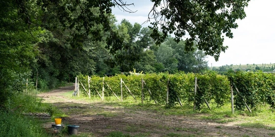 Ежевичное царство: как выращивают эту ягоду и&nbsp;чем она полезна