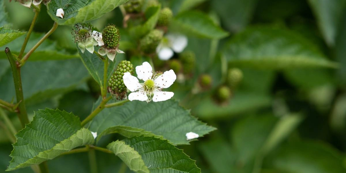 Ягоды ежевики «торнфри» крупные и&nbsp;имеют овальную форму