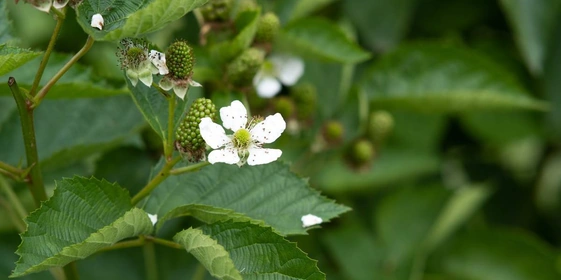 Ягоды ежевики «торнфри» крупные и&nbsp;имеют овальную форму