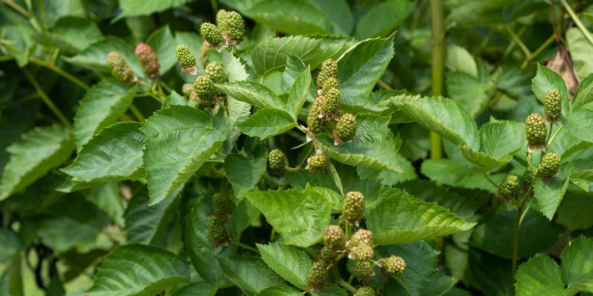 Ягоды ежевики «торнфри» крупные и&nbsp;имеют овальную форму