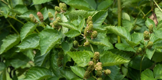 Ягоды ежевики «торнфри» крупные и&nbsp;имеют овальную форму