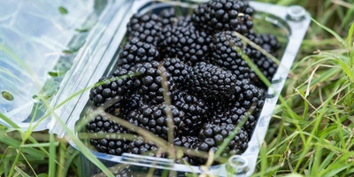 Ранний сорт «натчез» имеет меньшее плодоношение в&nbsp;отличие от&nbsp;двух других сортов. Ягоды крупные, достигают веса 9 грамм. На&nbsp;одной грозди находится 7–9 ягод