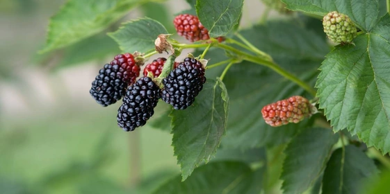 Ранний сорт «натчез» имеет меньшее плодоношение в&nbsp;отличие от&nbsp;двух других сортов. Ягоды крупные, достигают веса 9 грамм. На&nbsp;одной грозди находится 7–9 ягод