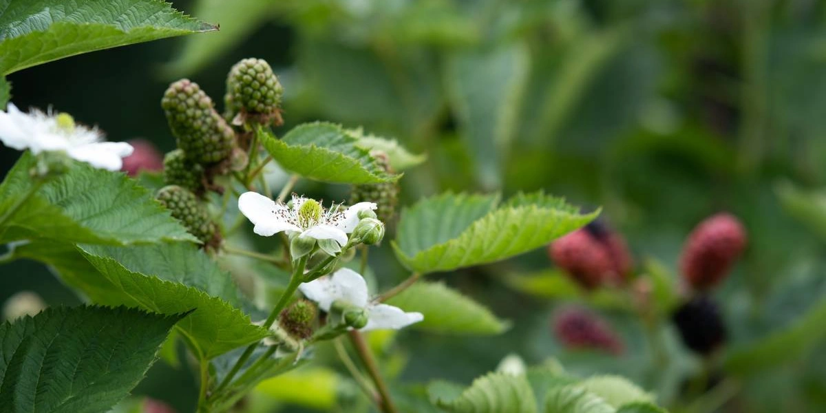 Ранний сорт «натчез» имеет меньшее плодоношение в&nbsp;отличие от&nbsp;двух других сортов. Ягоды крупные, достигают веса 9 грамм. На&nbsp;одной грозди находится 7–9 ягод