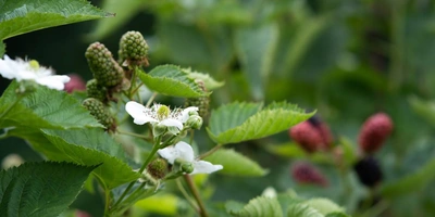 Ранний сорт «натчез» имеет меньшее плодоношение в&nbsp;отличие от&nbsp;двух других сортов. Ягоды крупные, достигают веса 9 грамм. На&nbsp;одной грозди находится 7–9 ягод