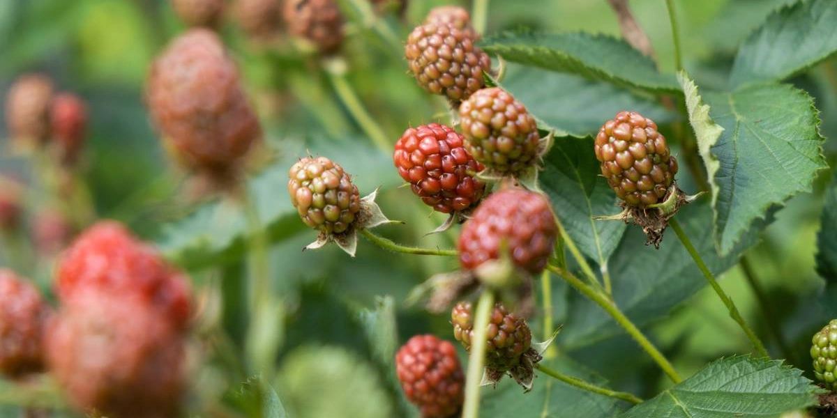 «Аучита» — чёрная икра в&nbsp;мире ежевики 