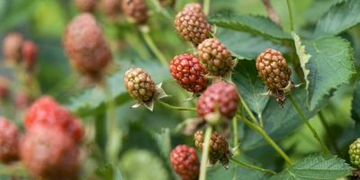 «Аучита» — чёрная икра в&nbsp;мире ежевики 