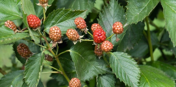 «Аучита» — чёрная икра в&nbsp;мире ежевики 