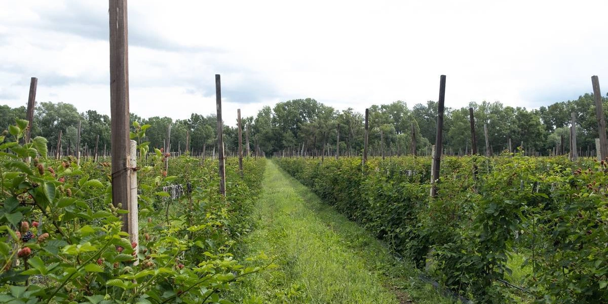 Горизонтальный способ выращивания ежевики. На&nbsp;шпалерах натянуты ряды проволоки, куда подвязываются лозы