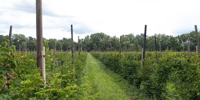 Горизонтальный способ выращивания ежевики. На&nbsp;шпалерах натянуты ряды проволоки, куда подвязываются лозы