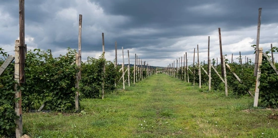 Горизонтальный способ выращивания ежевики. На&nbsp;шпалерах натянуты ряды проволоки, куда подвязываются лозы