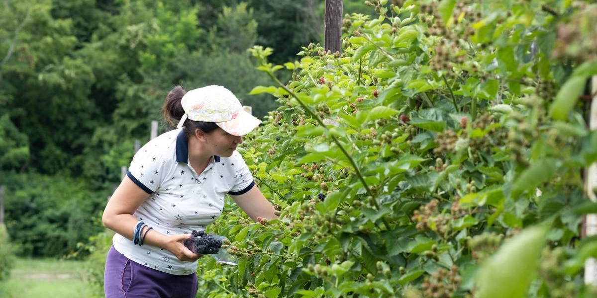 Ежевичное царство: как выращивают эту ягоду и&nbsp;чем она полезна