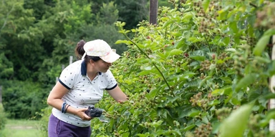 Ежевичное царство: как выращивают эту ягоду и&nbsp;чем она полезна