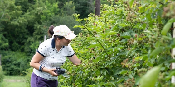Ежевичное царство: как выращивают эту ягоду и&nbsp;чем она полезна