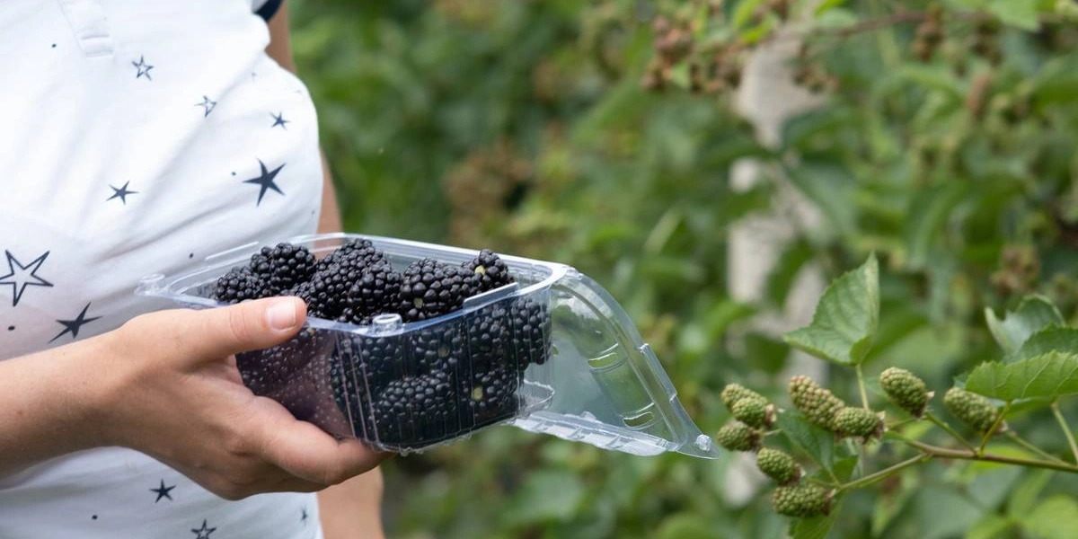 Ежевичное царство: как выращивают эту ягоду и&nbsp;чем она полезна