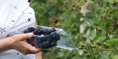 Ежевичное царство: как выращивают эту ягоду и&nbsp;чем она полезна