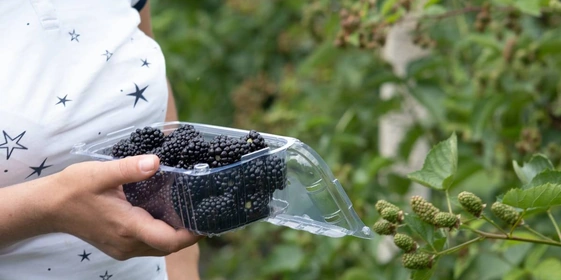 Ежевичное царство: как выращивают эту ягоду и&nbsp;чем она полезна