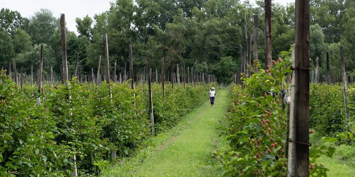 Ежевичное царство: как выращивают эту ягоду и&nbsp;чем она полезна