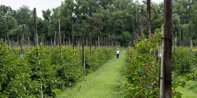 Ежевичное царство: как выращивают эту ягоду и&nbsp;чем она полезна