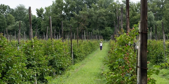 Ежевичное царство: как выращивают эту ягоду и&nbsp;чем она полезна