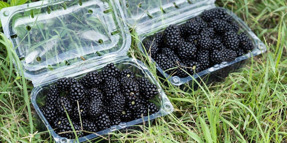 Ежевичное царство: как выращивают эту ягоду и&nbsp;чем она полезна