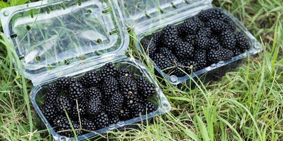 Ежевичное царство: как выращивают эту ягоду и&nbsp;чем она полезна