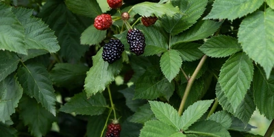 Ежевичное царство: как выращивают эту ягоду и&nbsp;чем она полезна