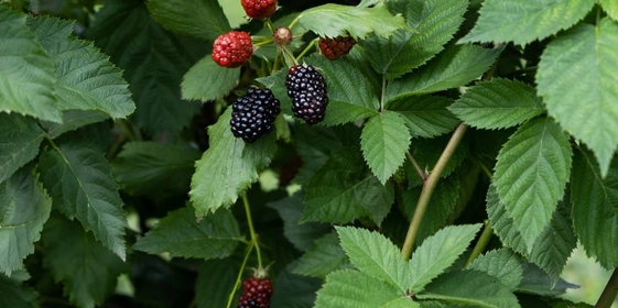 Ежевичное царство: как выращивают эту ягоду и&nbsp;чем она полезна