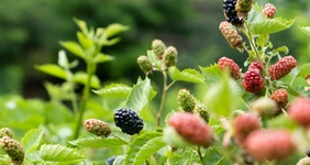 Ежевичное царство: как выращивают эту ягоду и&nbsp;чем она полезна