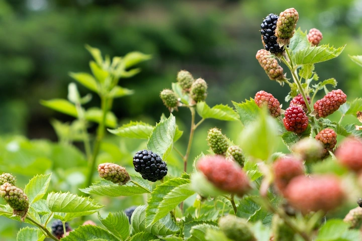 Ежевичное царство: как выращивают эту ягоду и&nbsp;чем она полезна
